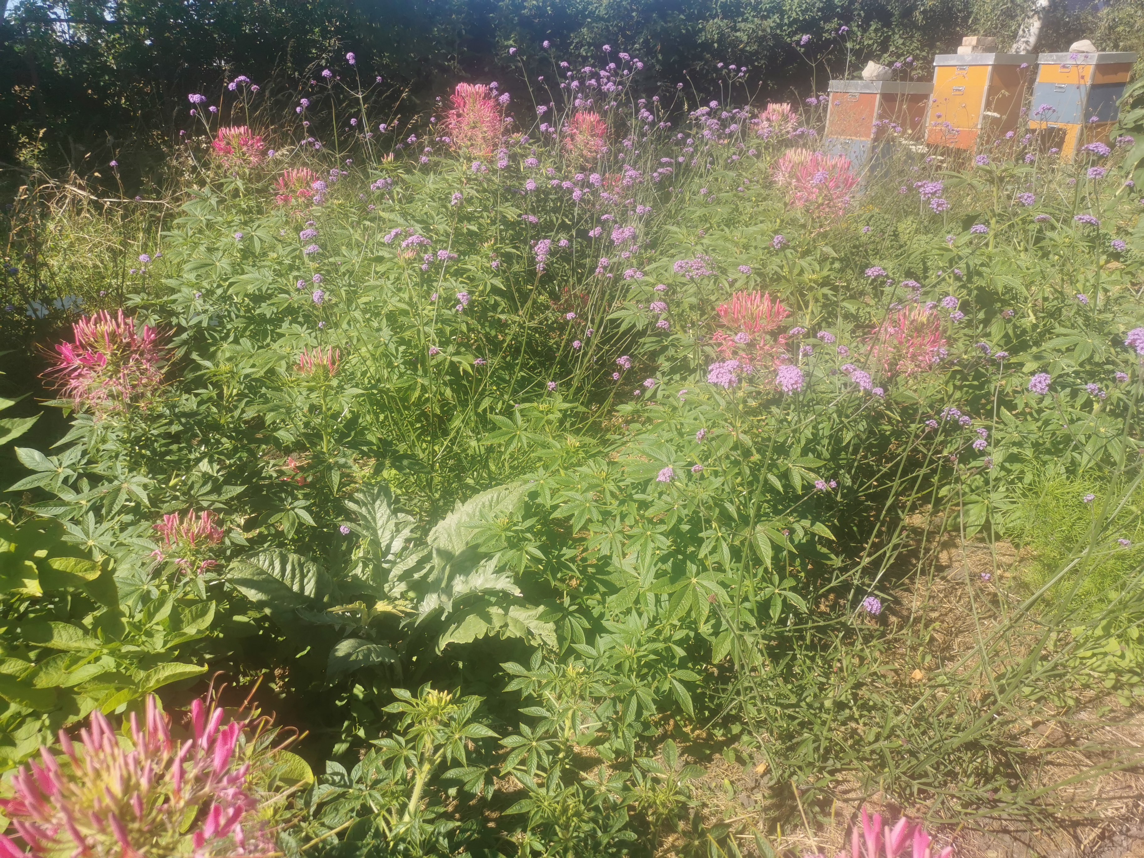 Paradisblomst