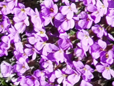 Aubretia